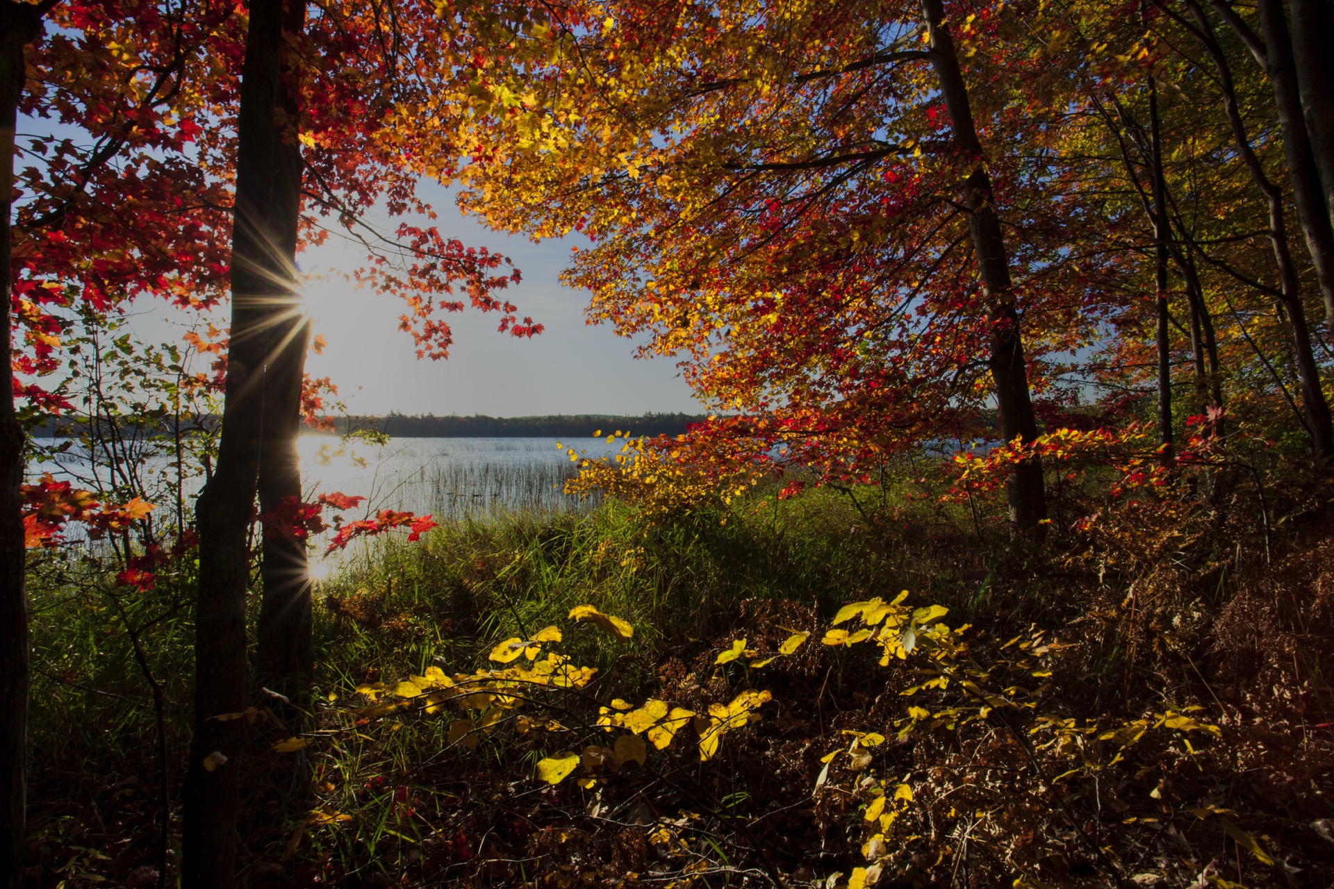 Autumn at Cedarwick — harvest gold and red across the Leelanau orchard rows