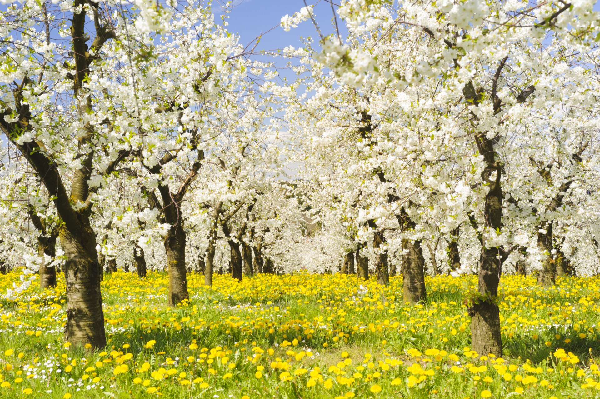 The orchard in full blossom — white petals over a dandelion meadow