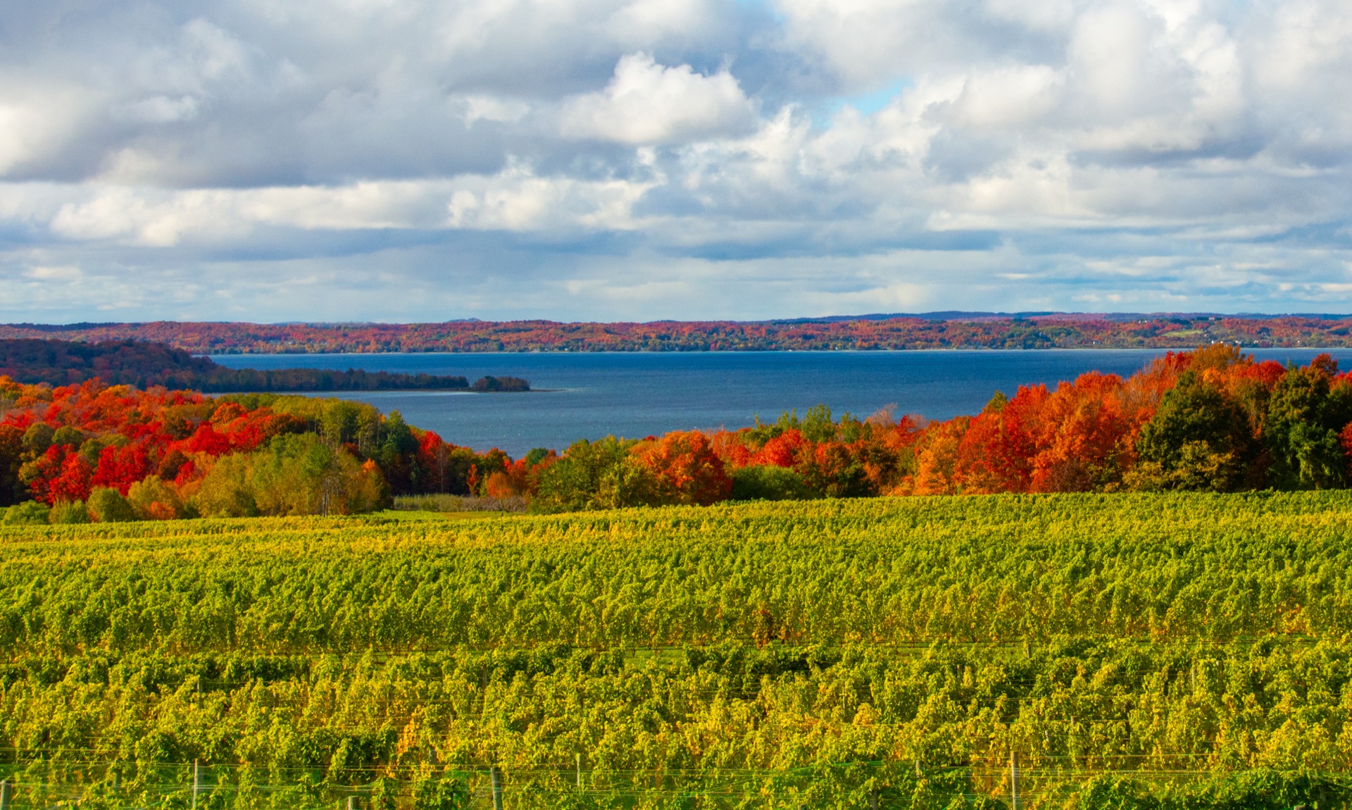 Autumn vineyards above the blue bay — harvest color on the Leelanau hills