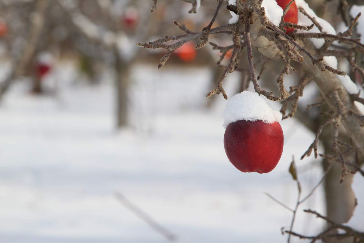 Winter in the orchard — a snow-capped apple still on the branch