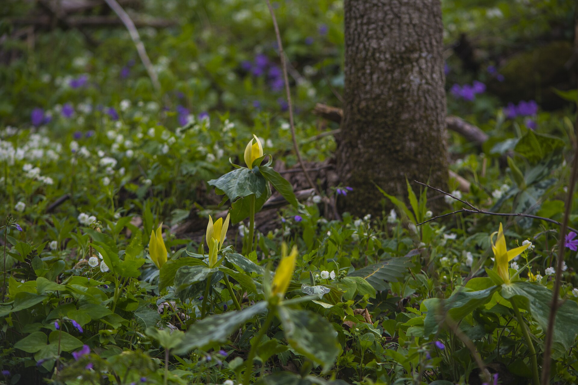 Spring dogwood and wildflowers blooming along the Little River near Townsend