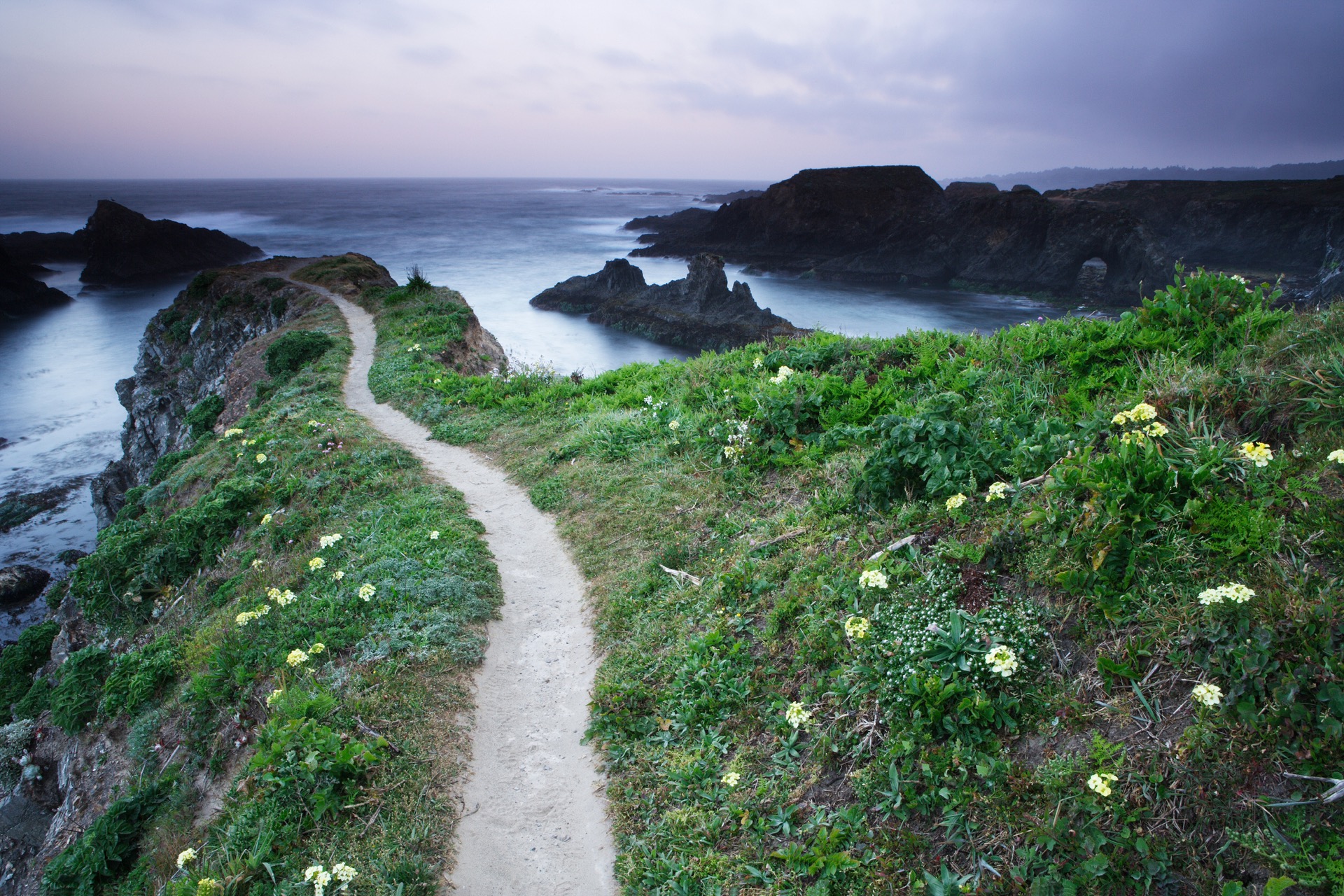 The bluff trail winding through spring wildflowers at lilac dusk, sea stacks below
