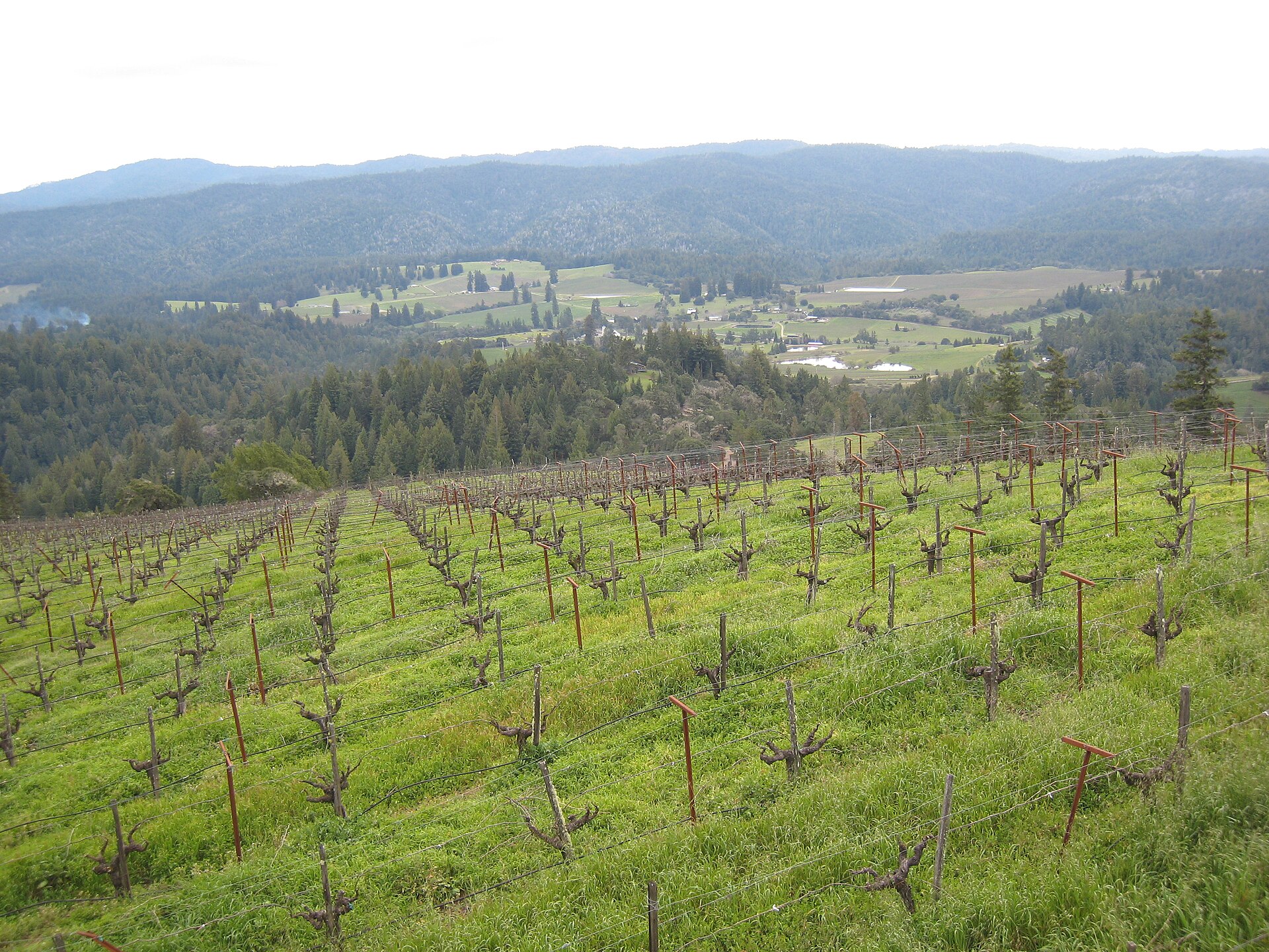 Green vineyard rows on a hillside above Anderson Valley