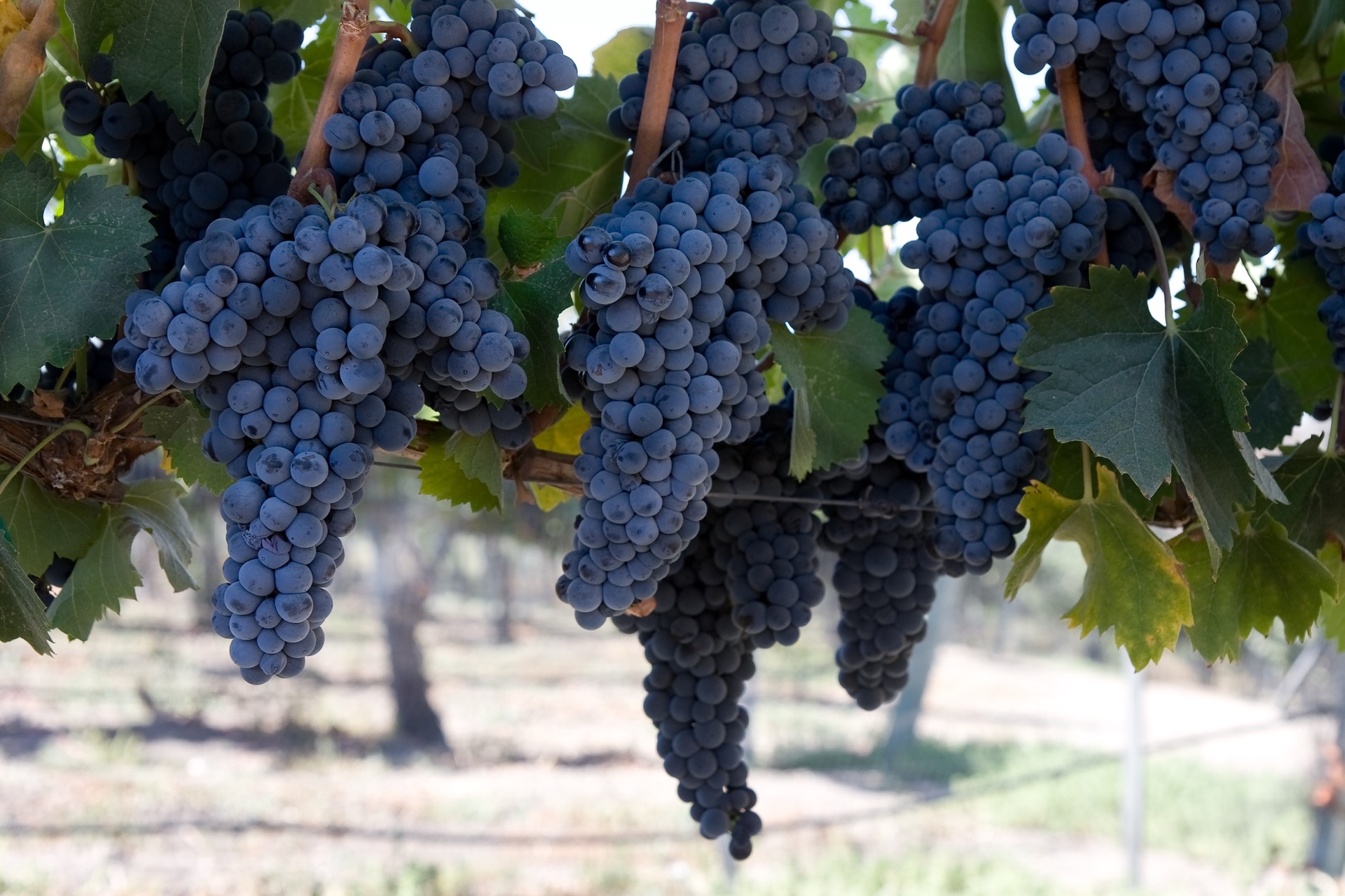 Blue-black wine grapes hanging heavy on the vine in Anderson Valley