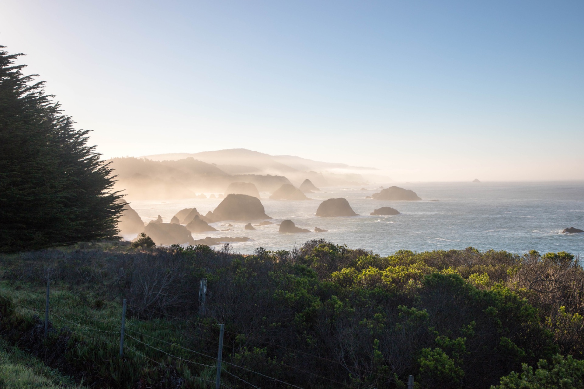 Sea stacks off the Mendocino coast in fog and golden mist